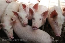 О мерах по недопущению заноса и распространения АЧС на территории Южного административного округа города Москвы