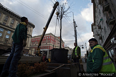 Озеленение столичных улиц с помощью деревьев в кадках поддержали участники опроса «Активного гражданина»
