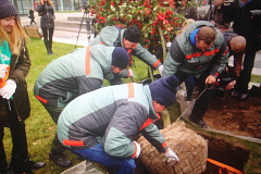 Деревья разных пород украсят объекты «Моей улицы»